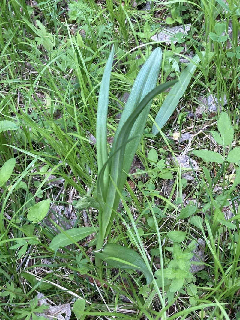 Dactylorhiza sibirica photo 7