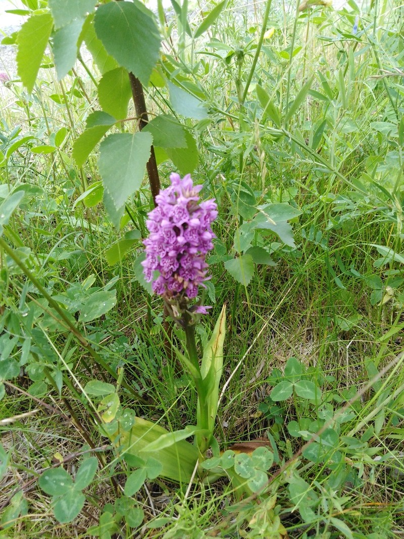 Dactylorhiza sibirica photo 8