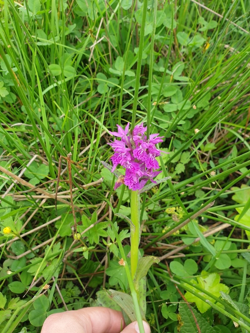 Dactylorhiza urvilleana photo 2