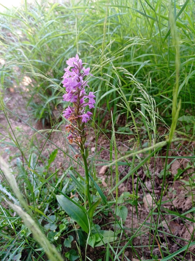 Dactylorhiza urvilleana photo 3