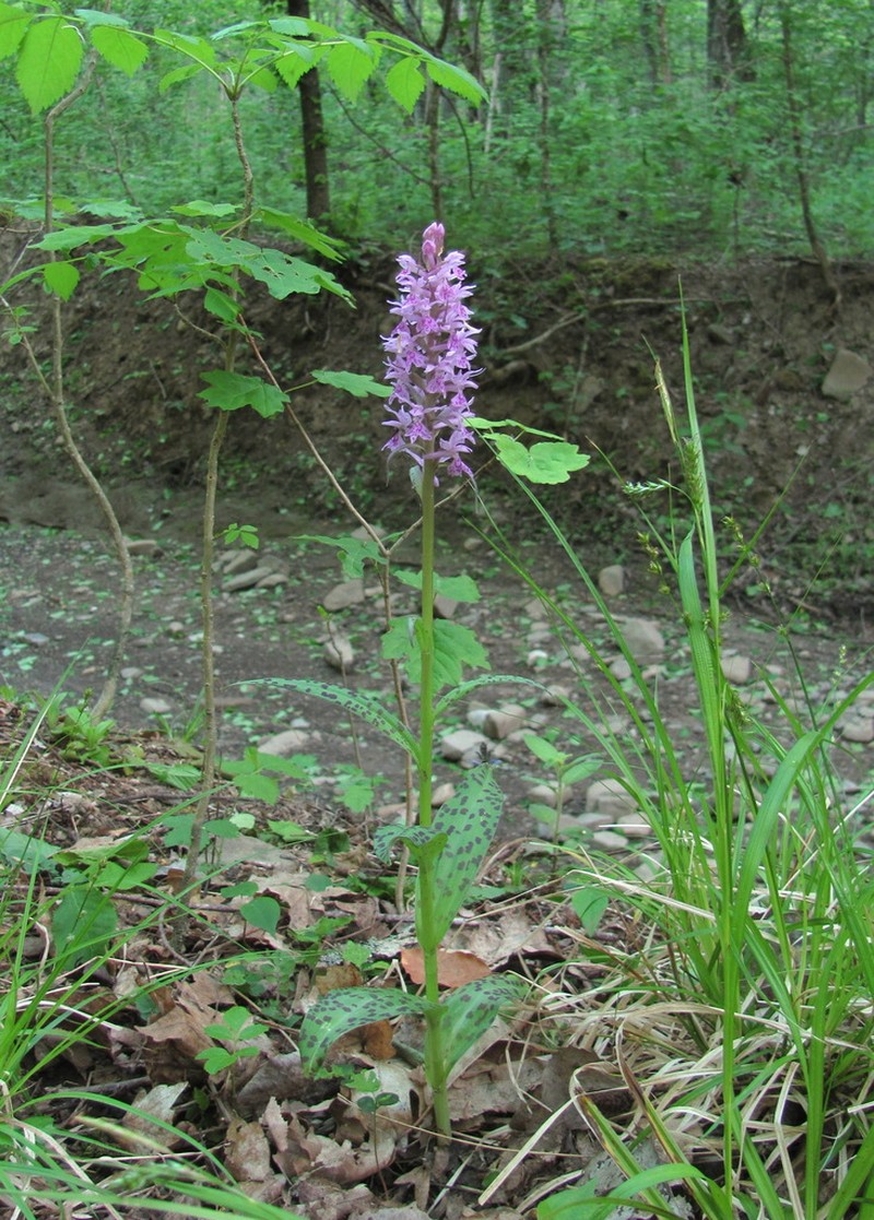 Dactylorhiza urvilleana photo 4