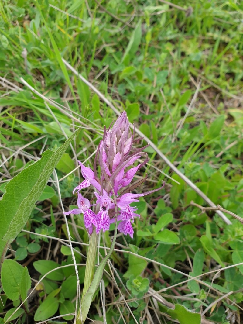 Dactylorhiza urvilleana photo 5