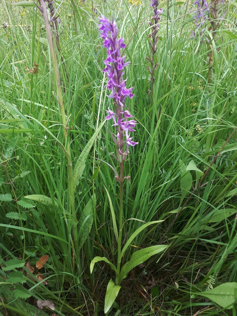 Dactylorhiza urvilleana photo 6