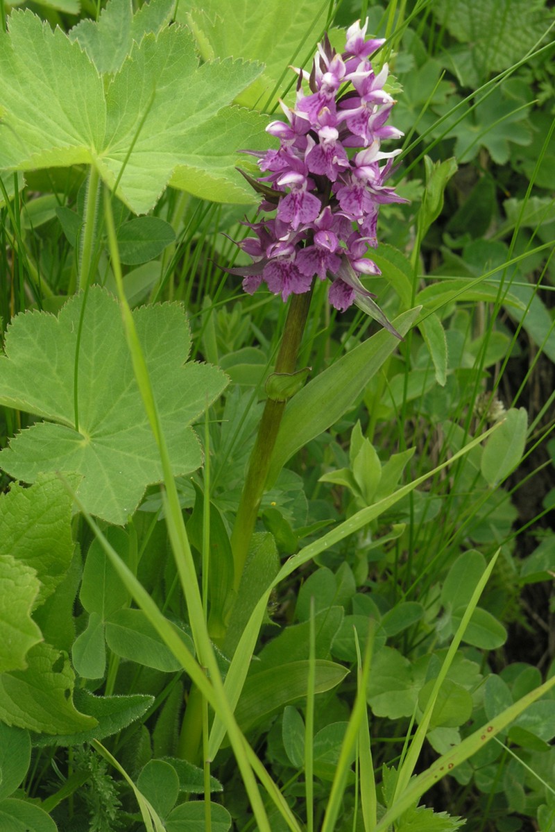 Dactylorhiza urvilleana photo 7