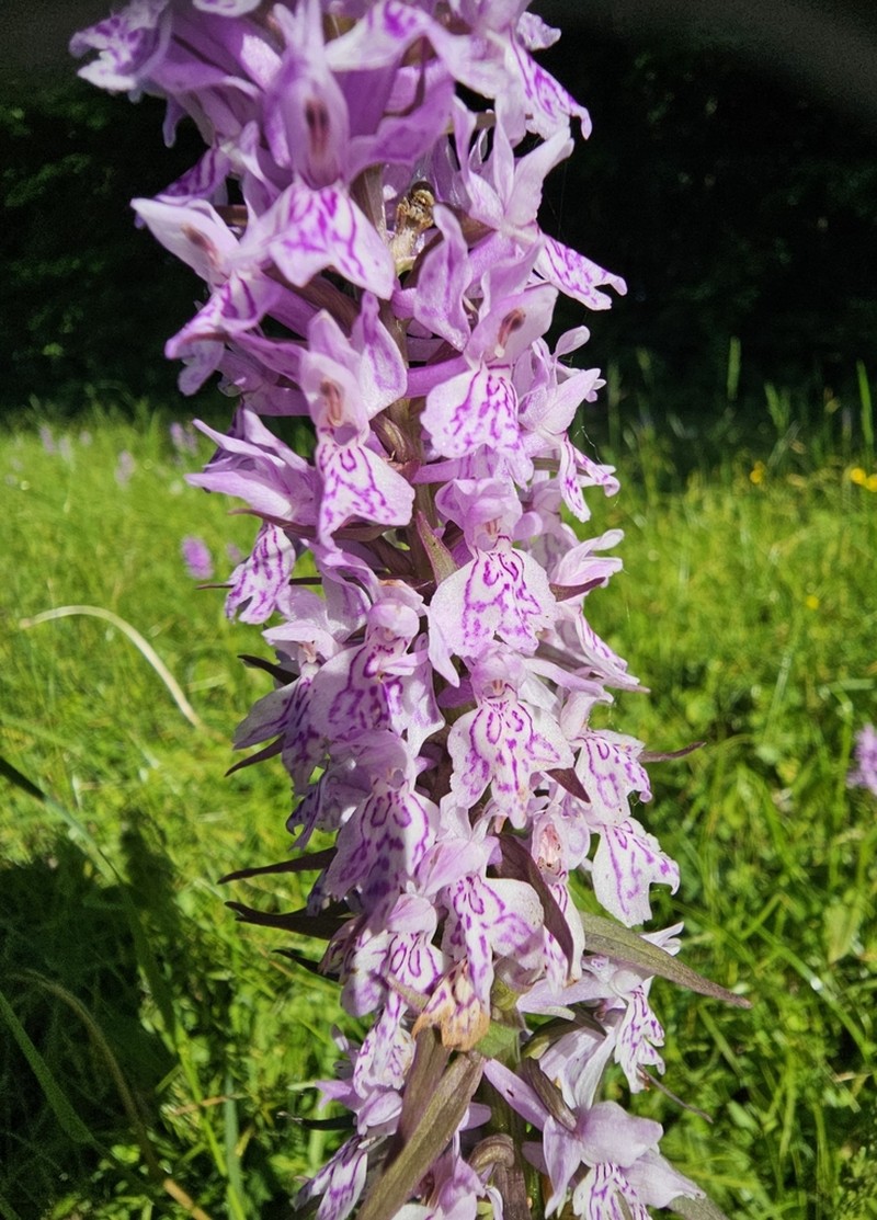 Dactylorhiza urvilleana photo 8