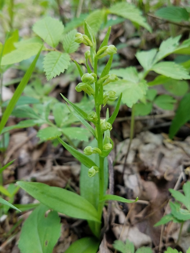 Longbract Frog Orchid