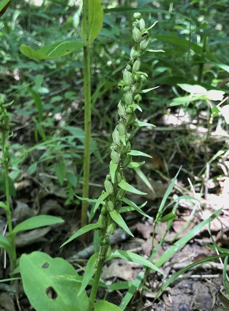 Longbract Frog Orchid photo 2
