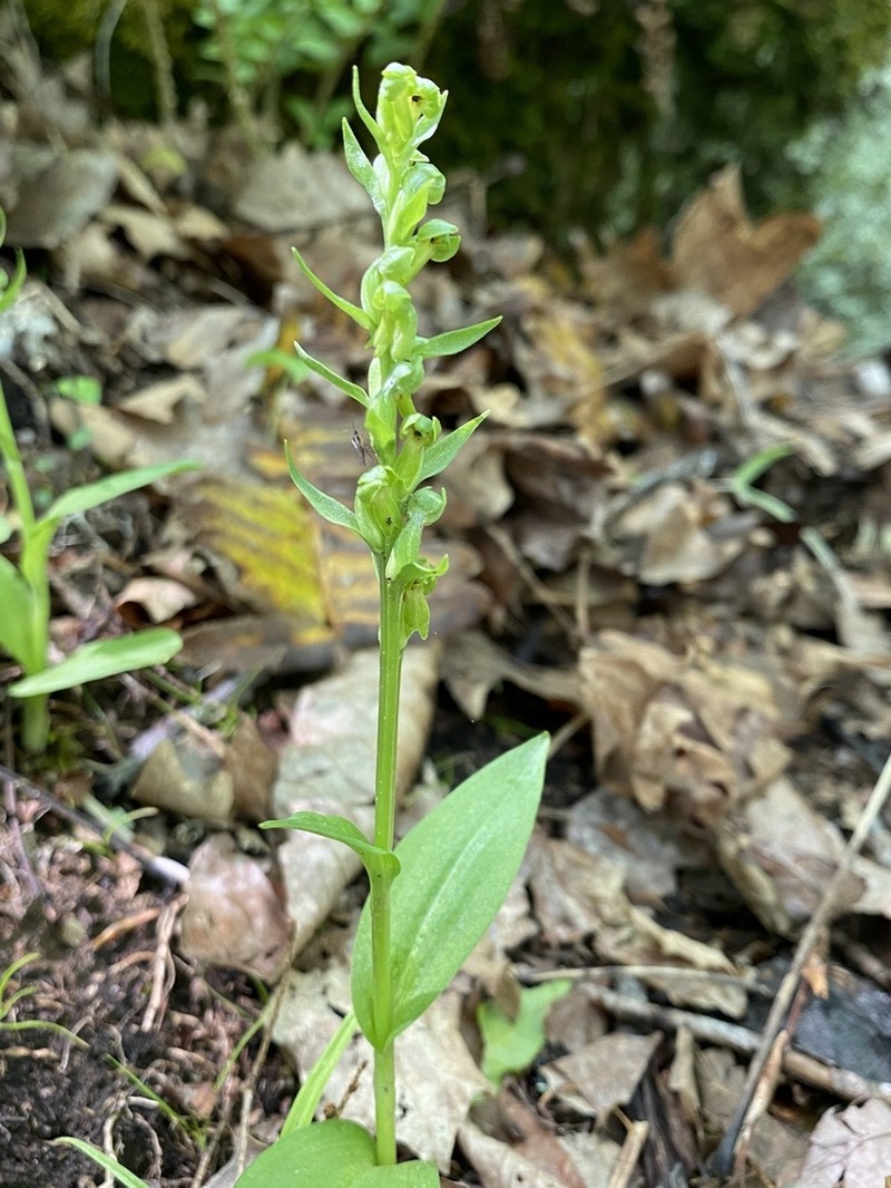 Longbract Frog Orchid photo 3