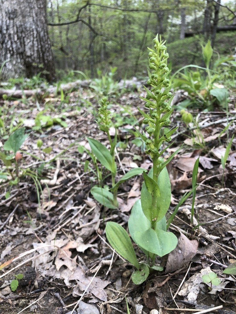 Longbract Frog Orchid photo 4