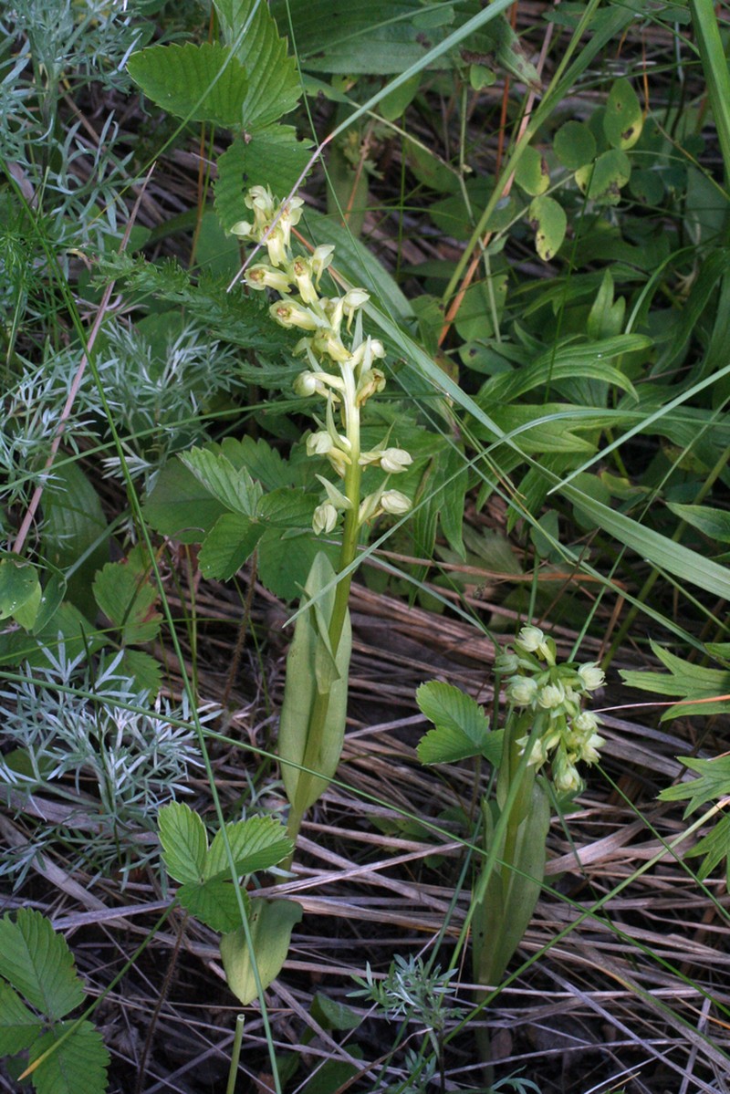 Longbract Frog Orchid photo 5