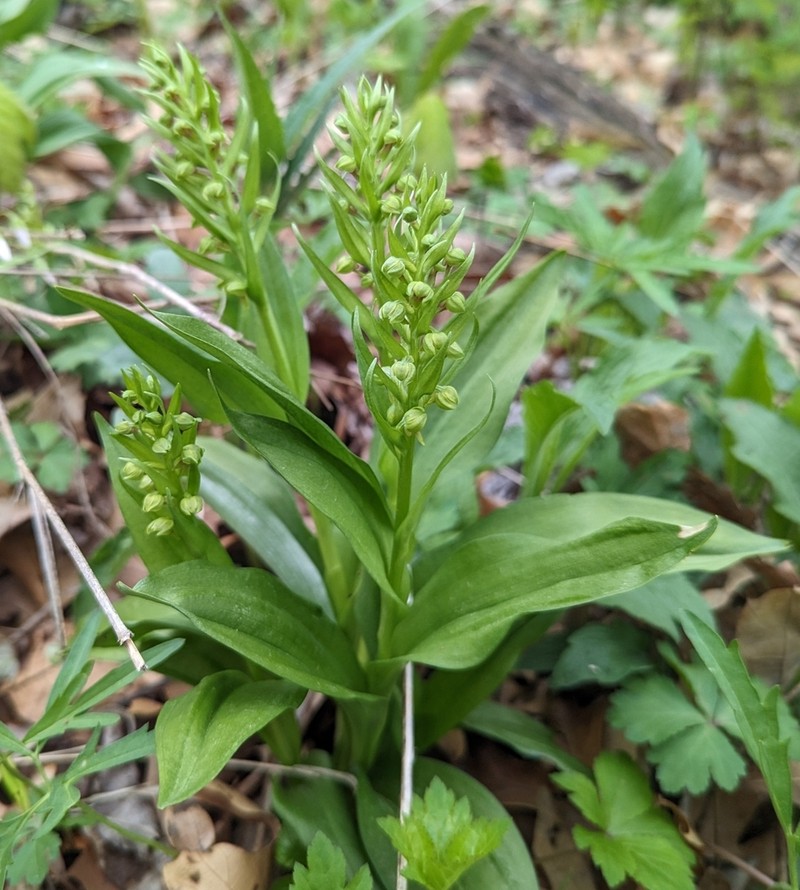 Longbract Frog Orchid photo 6