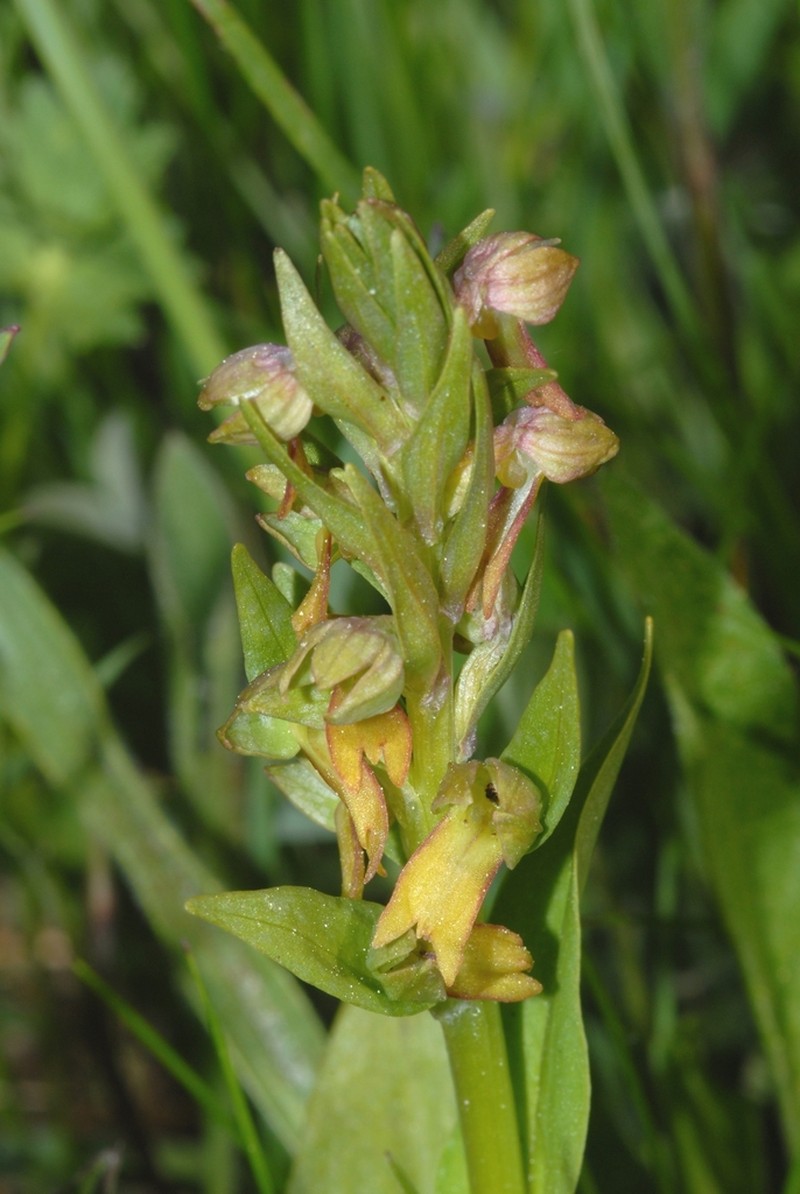 Longbract Frog Orchid photo 8
