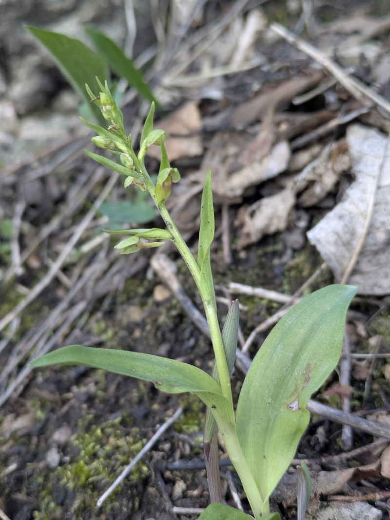 Dactylorhiza viridis var. virescens