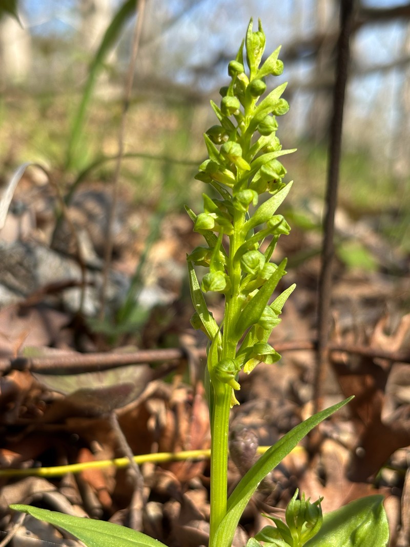 Dactylorhiza viridis var. virescens photo 2