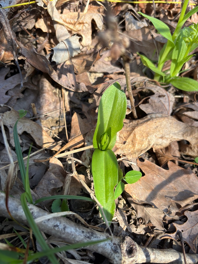 Dactylorhiza viridis var. virescens photo 3