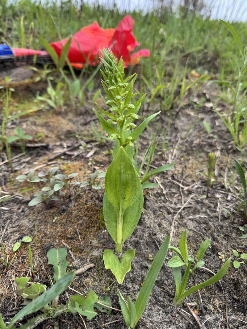 Dactylorhiza viridis var. virescens photo 4
