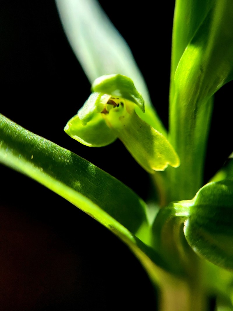 Dactylorhiza viridis var. virescens photo 5