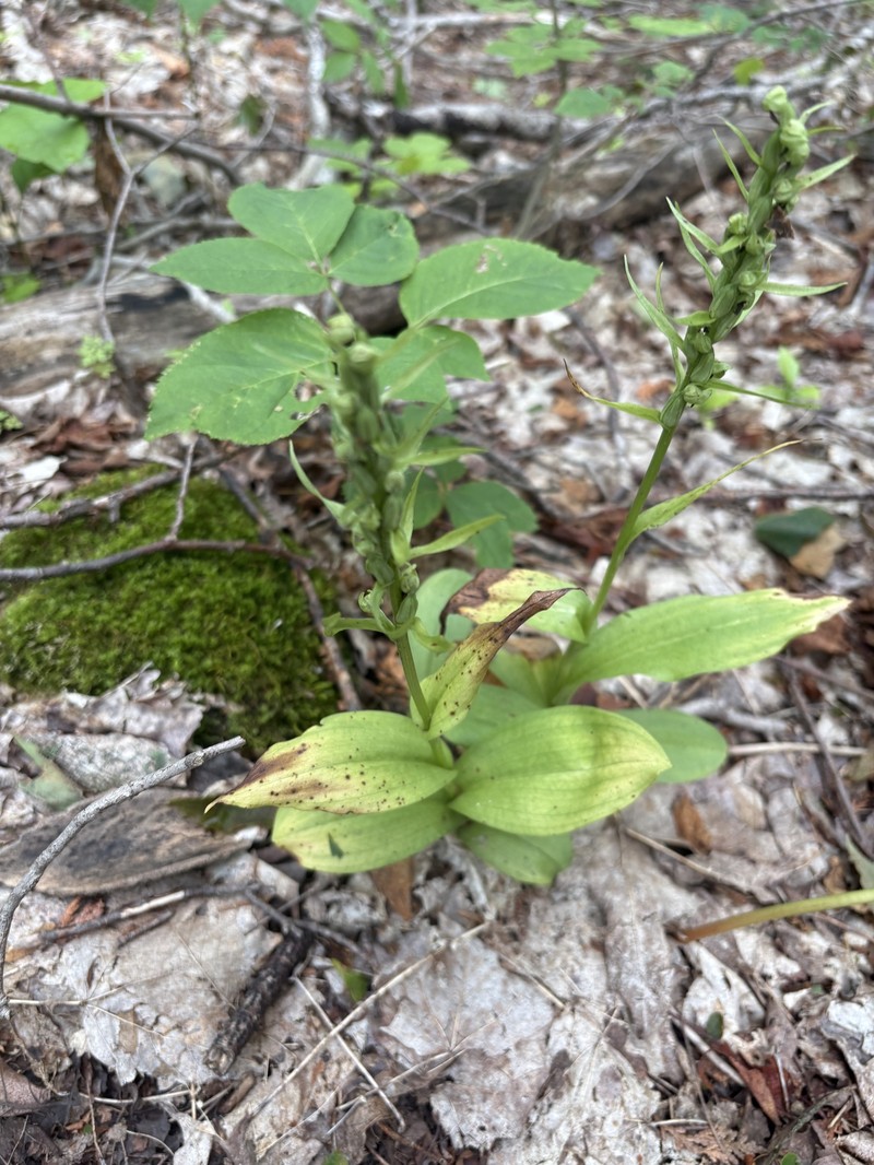 Dactylorhiza viridis var. virescens photo 6
