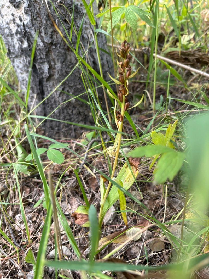 Dactylorhiza viridis var. virescens photo 8