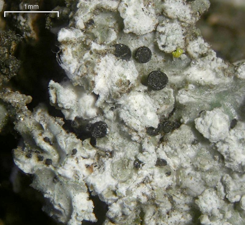 Parasitic Dactylospora Lichen