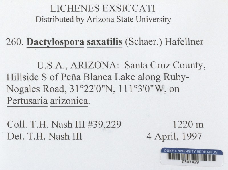 Dactylospora Lichen photo 2