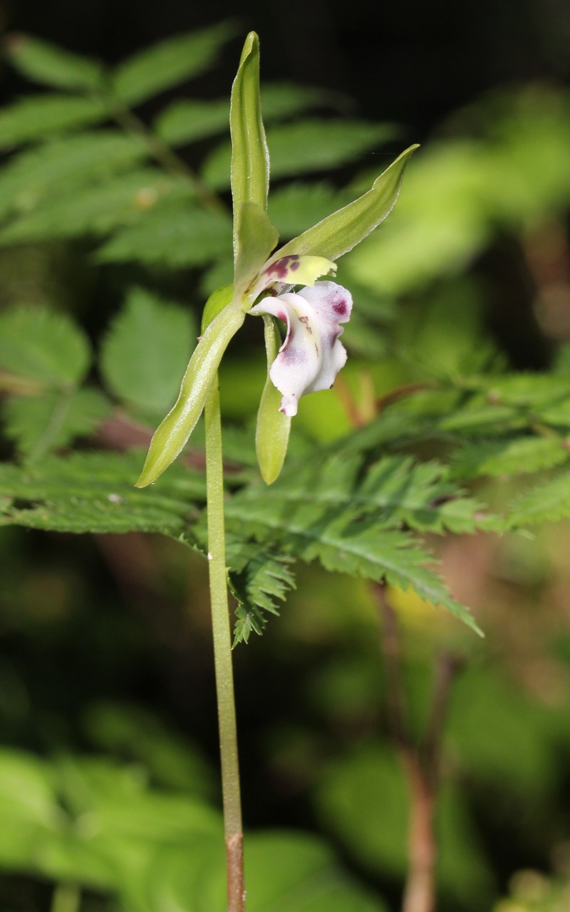 Dactylostalix ringens