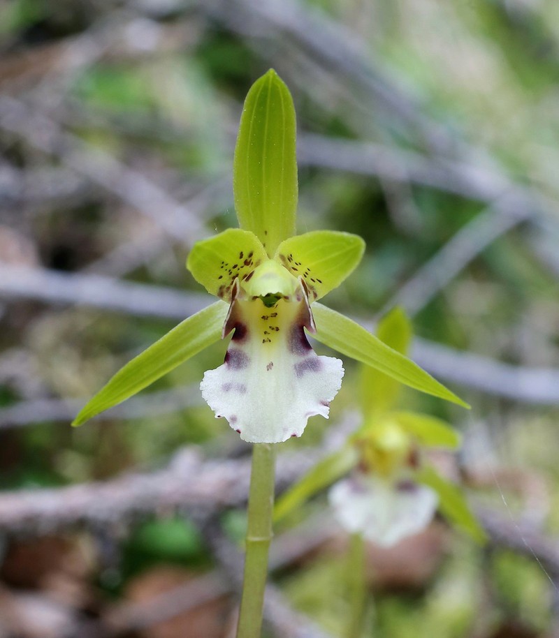 Dactylostalix ringens photo 2