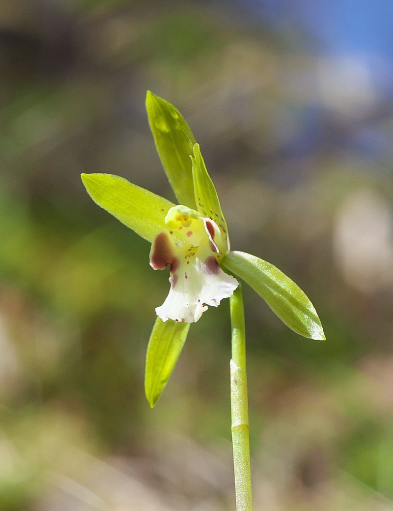 Dactylostalix ringens photo 3