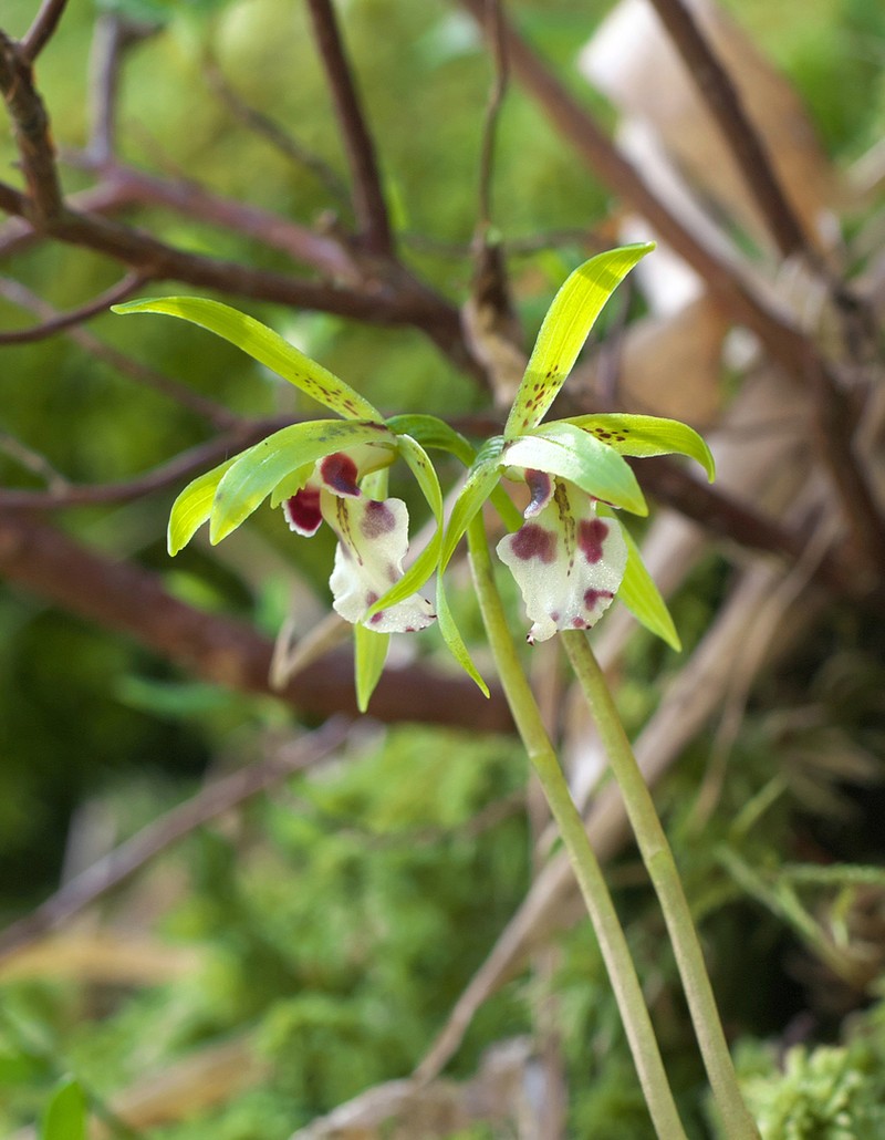 Dactylostalix ringens photo 4