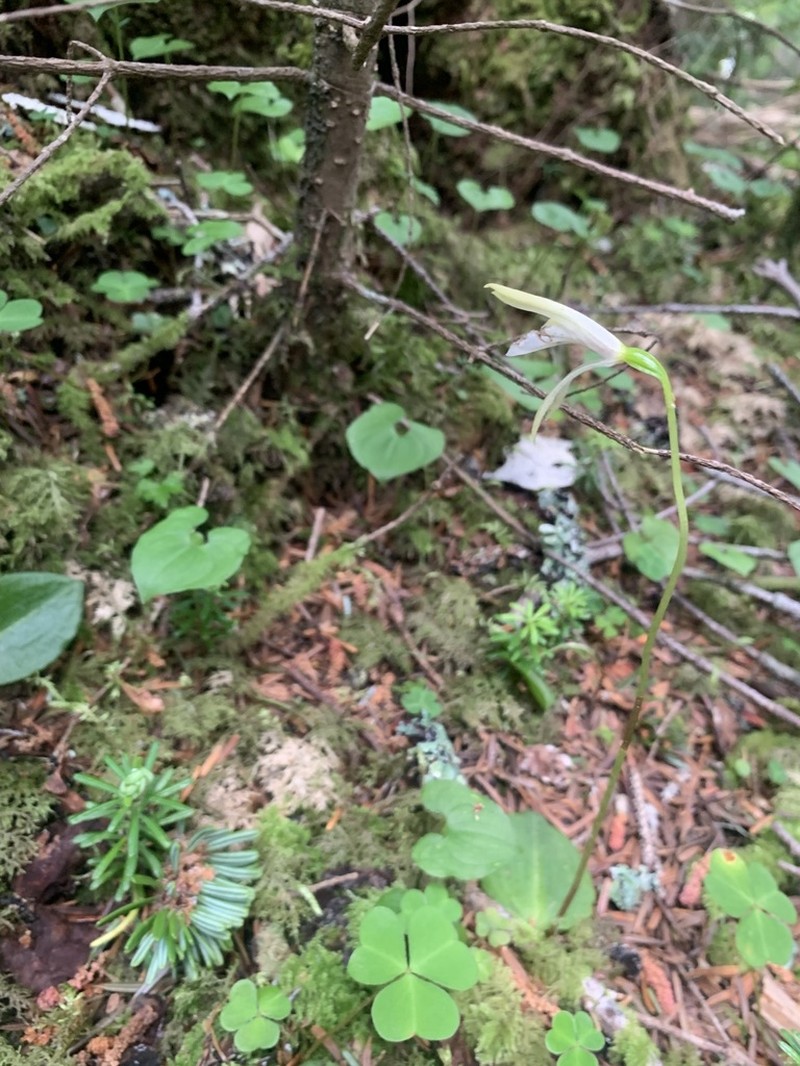 Dactylostalix ringens photo 5