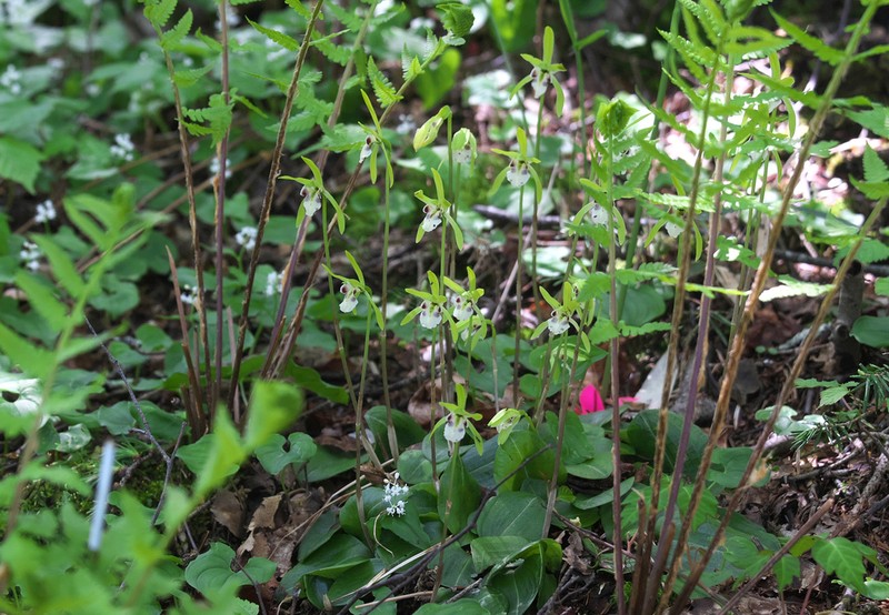 Dactylostalix ringens photo 6