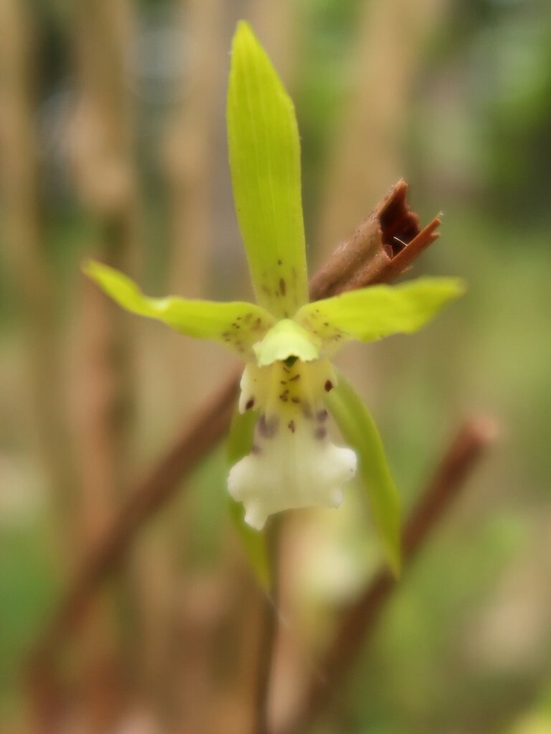 Dactylostalix ringens photo 7