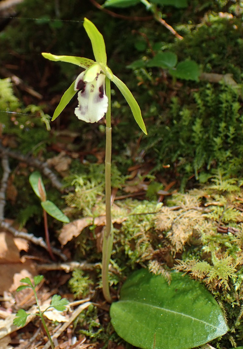 Dactylostalix uniflora