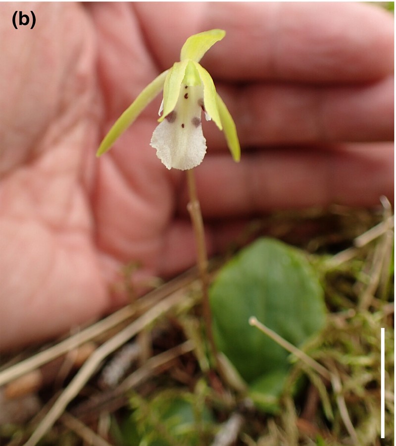 Dactylostalix uniflora photo 3