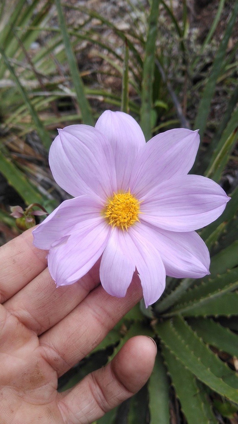 Dahlia apiculata