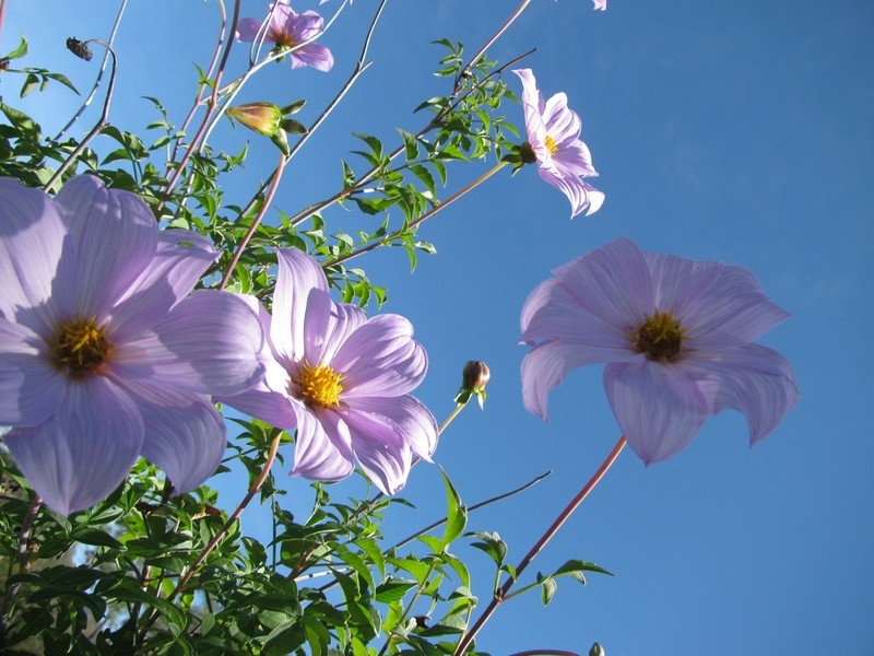 Dahlia apiculata photo 4