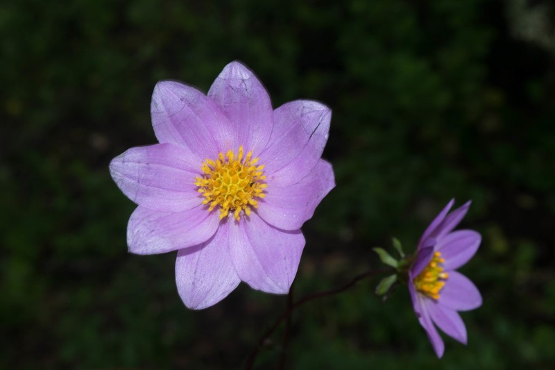 Dahlia apiculata photo 5