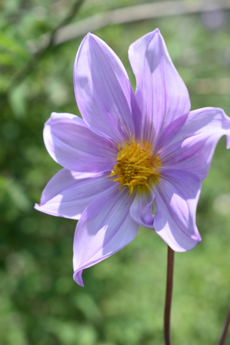 Dahlia apiculata photo 6