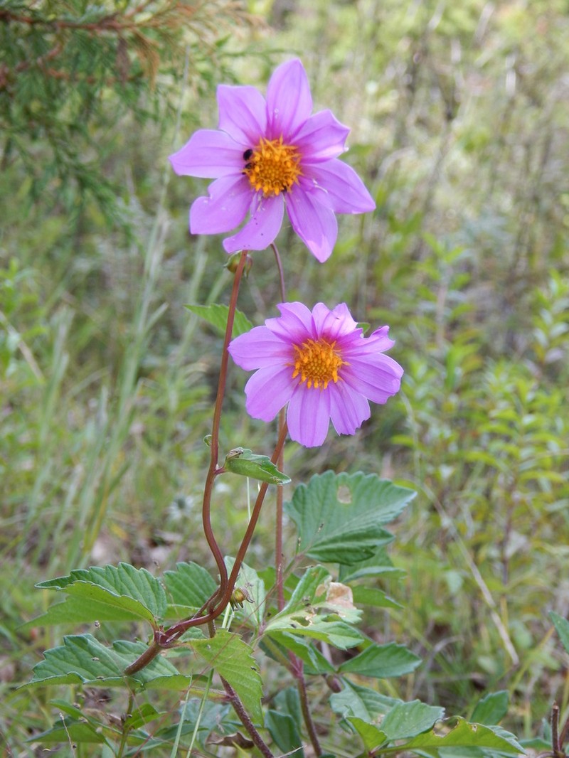 Dahlia apiculata photo 7