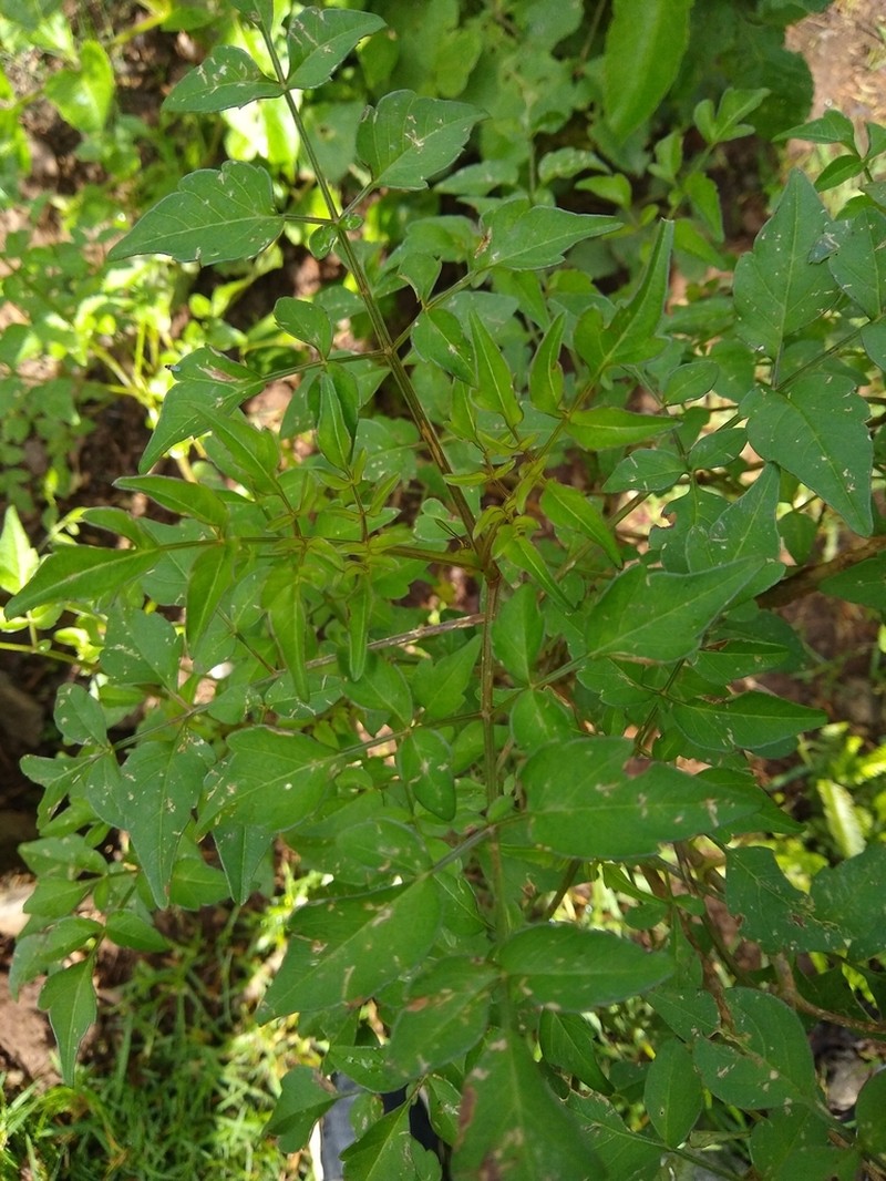 Dahlia apiculata photo 8