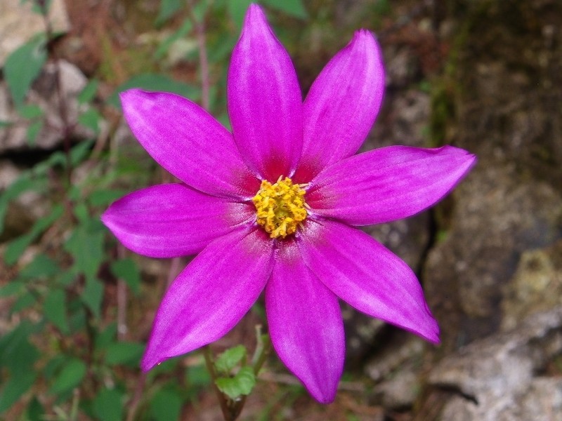 Dahlia atropurpurea photo 2