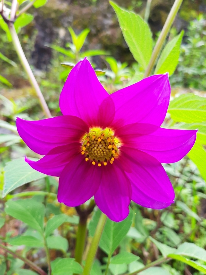 Dahlia atropurpurea photo 3