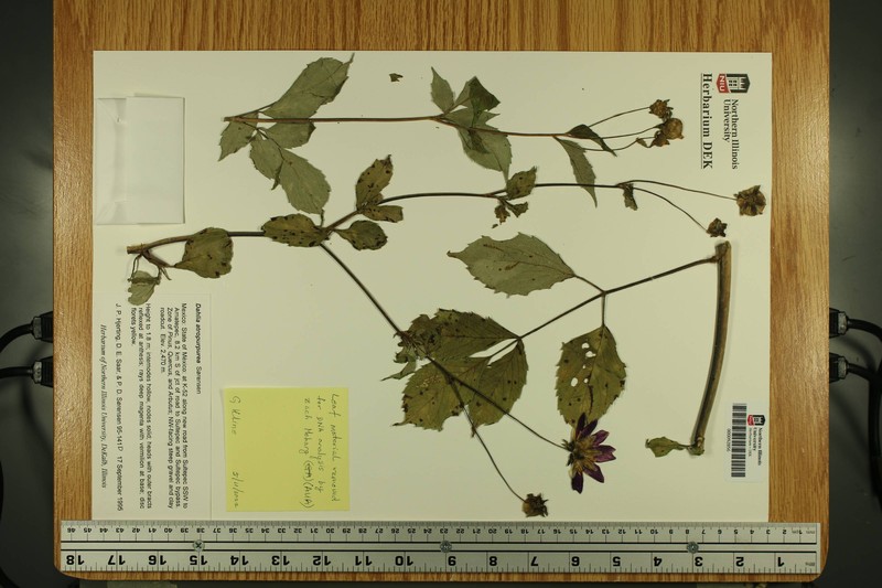 Dahlia atropurpurea photo 5