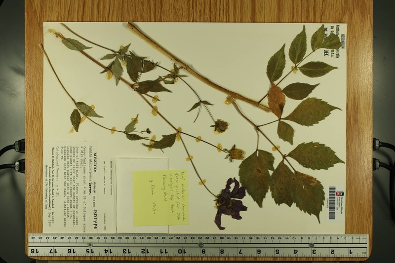 Dahlia atropurpurea photo 6