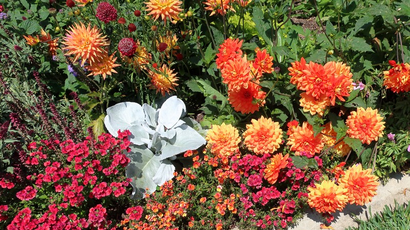 Dahlia atropurpurea photo 7