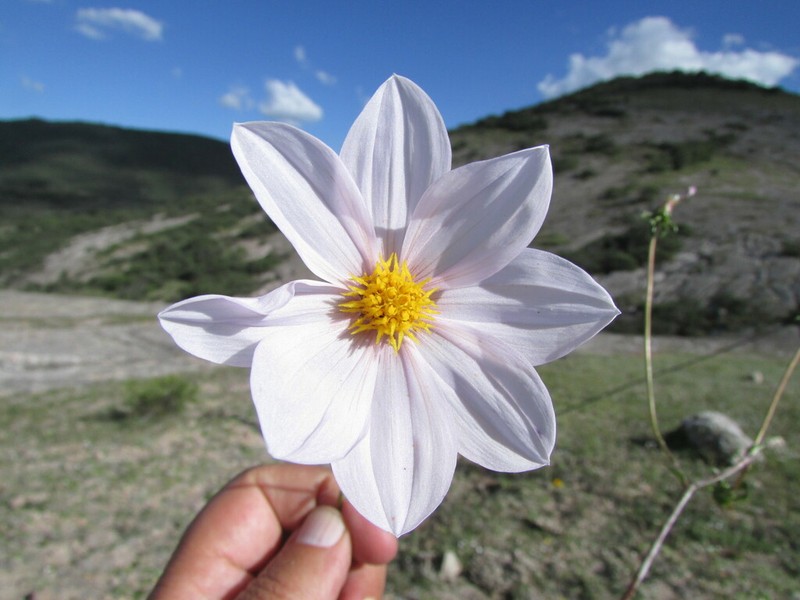 Dahlia australis
