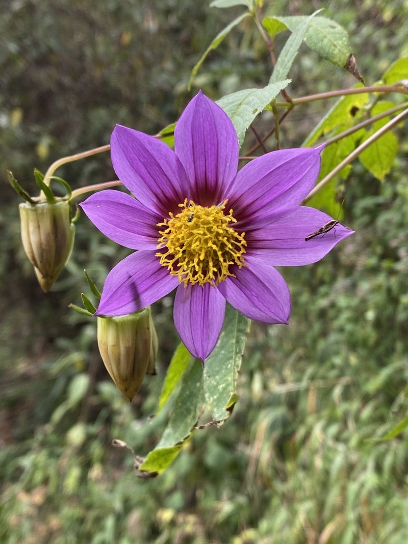 Dahlia australis photo 2