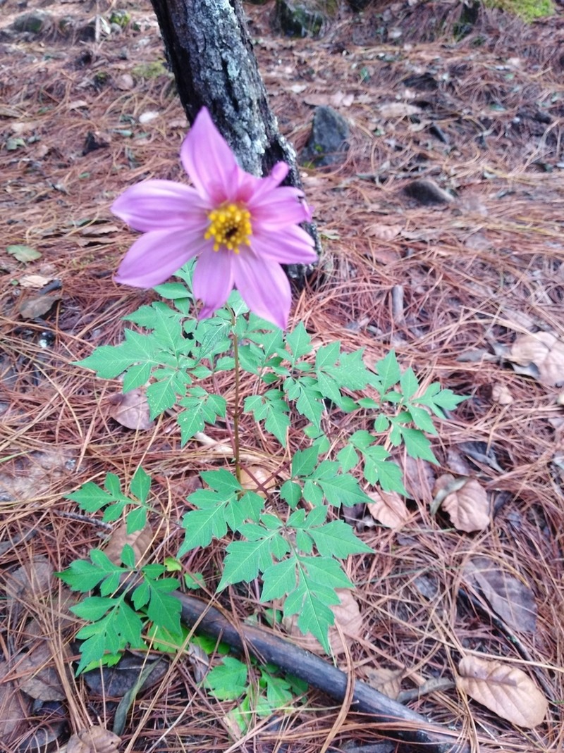 Dahlia australis photo 3