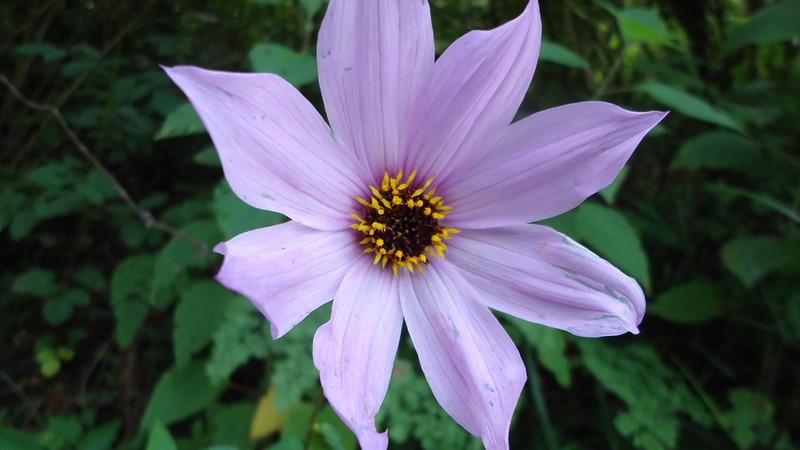 Dahlia australis photo 4