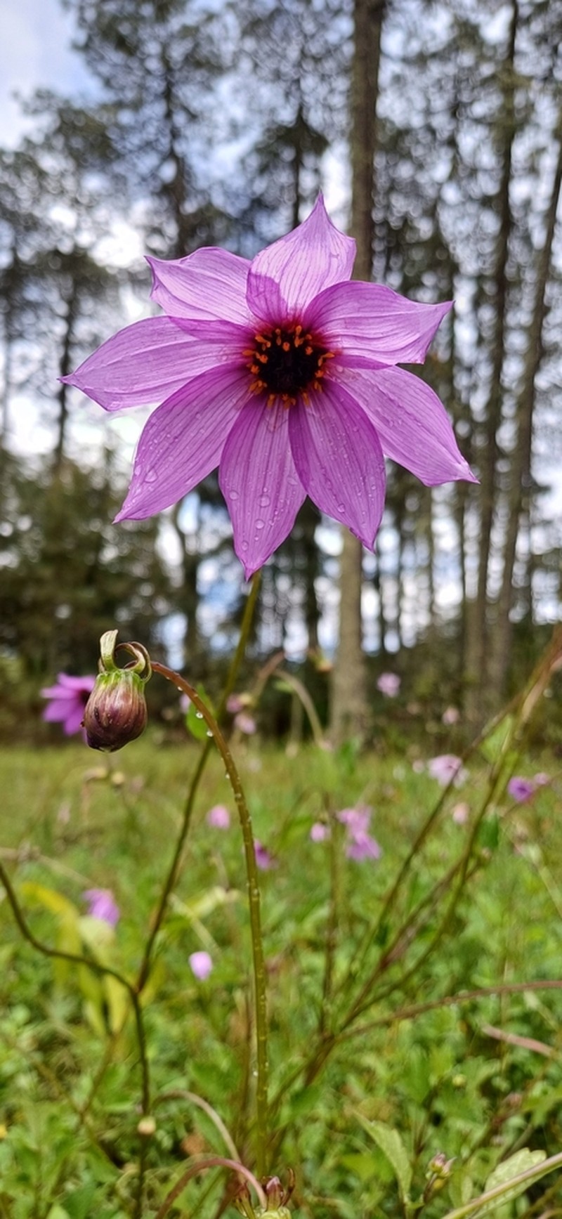 Dahlia australis photo 5